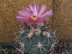 Echinocactus horizonthalonius El Oso pot 6,5 cm - 12406349