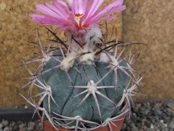 Echinocactus horizonthalonius El Oso pot 6,5 cm - 12406350