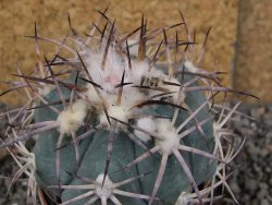 Echinocactus horizonthalonius El Oso pot 6,5 cm - 12406351