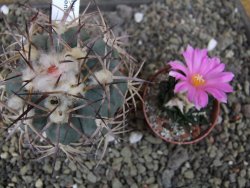 Echinocactus horizonthalonius El Oso pot 6,5 cm - 12406352