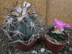 Echinocactus horizonthalonius El Oso pot 6,5 cm - 12406353