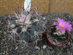 Echinocactus horizonthalonius El Oso pot 6,5 cm - 12406354