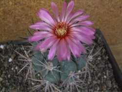 Echinocactus horizonthalonius pot 6,5 cm Roubovaný
