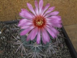 Echinocactus horizonthalonius pot 6,5 cm Roubovaný - 12406364