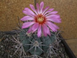 Echinocactus horizonthalonius pot 6,5 cm Roubovaný - 12406365