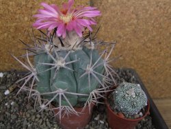 Echinocactus horizonthalonius pot 6,5 cm Roubovaný - 12406368