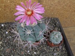 Echinocactus horizonthalonius pot 6,5 cm Roubovaný - 12406369