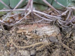 Echinocactus horizonthalonius pot 6,5 cm Roubovaný - 12406370