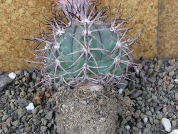 Echinocactus horizonthalonius pot 6,5 cm Roubovaný - 12406371