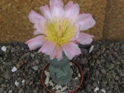 Tephrocactus geometricus Semenáč pot 5,5 cm