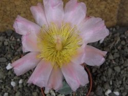 Tephrocactus geometricus Semenáč pot 5,5 cm - 12406373