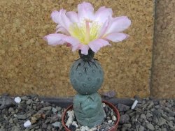 Tephrocactus geometricus Semenáč pot 5,5 cm - 12406374