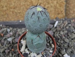 Tephrocactus geometricus Semenáč pot 5,5 cm - 12406375