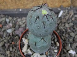 Tephrocactus geometricus Semenáč pot 5,5 cm - 12406376