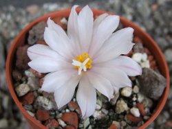 Ariocarpus kotschoubeyanus albiflorus Tula pot 5,5 cm - 12406404