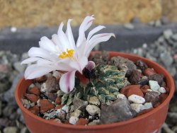 Ariocarpus kotschoubeyanus albiflorus Tula pot 5,5 cm - 12406405