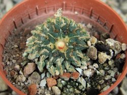 Ariocarpus kotschoubeyanus albiflorus Tula pot 5,5 cm - 12406406