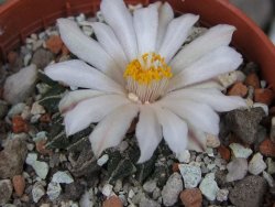 Ariocarpus kotschoubeyanus albiflorus Tula pot 5,5 cm