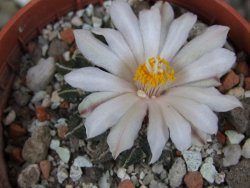 Ariocarpus kotschoubeyanus albiflorus Tula pot 5,5 cm - 12406408