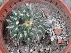 Ariocarpus kotschoubeyanus albiflorus Tula pot 5,5 cm - 12406410