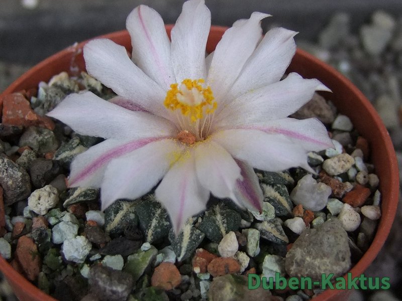 Ariocarpus kotschoubeyanus albiflorus Tula pot 5,5 cm