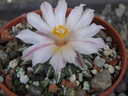 Ariocarpus kotschoubeyanus albiflorus Tula pot 5,5 cm