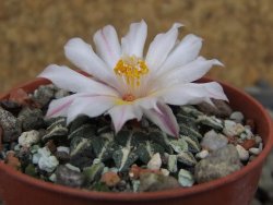 Ariocarpus kotschoubeyanus albiflorus Tula pot 5,5 cm - 12406412