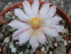 Ariocarpus kotschoubeyanus albiflorus Tula pot 5,5 cm - 12406413