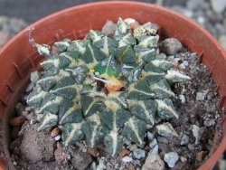 Ariocarpus kotschoubeyanus albiflorus Tula pot 5,5 cm - 12406414