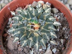 Ariocarpus kotschoubeyanus albiflorus Tula pot 5,5 cm - 12406415