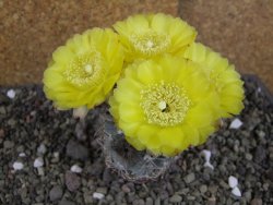 Acanthocalycium glaucum pot 5,5 cm