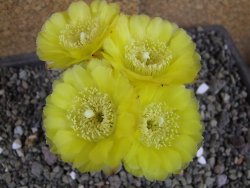 Acanthocalycium glaucum pot 5,5 cm - 12406421