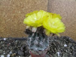 Acanthocalycium glaucum pot 5,5 cm - 12406422