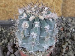 Acanthocalycium glaucum pot 5,5 cm - 12406423