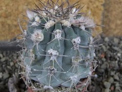 Acanthocalycium glaucum pot 5,5 cm - 12406424