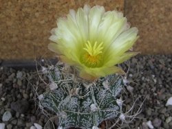 Astrophytum crassispinoides, pot 5,5 cm - 12406431