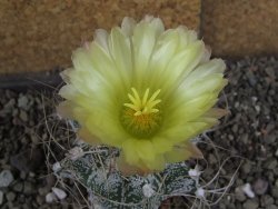 Astrophytum crassispinoides, pot 5,5 cm - 12406432