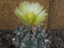 Astrophytum crassispinoides, pot 5,5 cm - 12406433