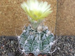 Astrophytum crassispinoides, pot 5,5 cm