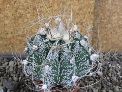 Astrophytum crassispinoides, pot 5,5 cm - 12406435