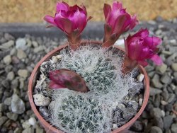 Sulcorebutia hertusii Zudaňes, pot 5,5 cm - 12406436