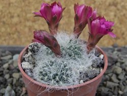 Sulcorebutia hertusii Zudaňes, pot 5,5 cm