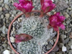 Sulcorebutia hertusii Zudaňes, pot 5,5 cm - 12406438