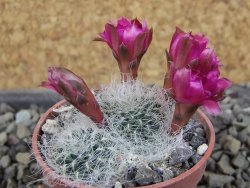 Sulcorebutia hertusii Zudaňes, pot 5,5 cm - 12406439