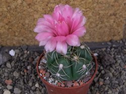 Gymnocalycium denudatum Jan Šuba, pot 6,5 cm