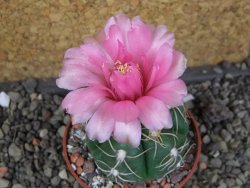 Gymnocalycium denudatum Jan Šuba, pot 6,5 cm - 12406444
