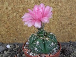 Gymnocalycium denudatum Jan Šuba, pot 6,5 cm - 12406445
