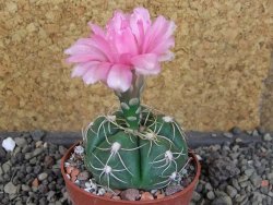 Gymnocalycium denudatum Jan Šuba, pot 6,5 cm - 12406446