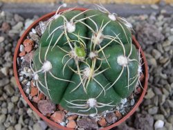 Gymnocalycium denudatum Jan Šuba, pot 6,5 cm - 12406447