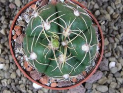 Gymnocalycium denudatum Jan Šuba, pot 6,5 cm - 12406448